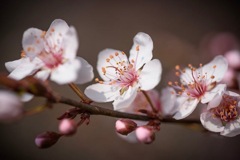 Botanical Beauty