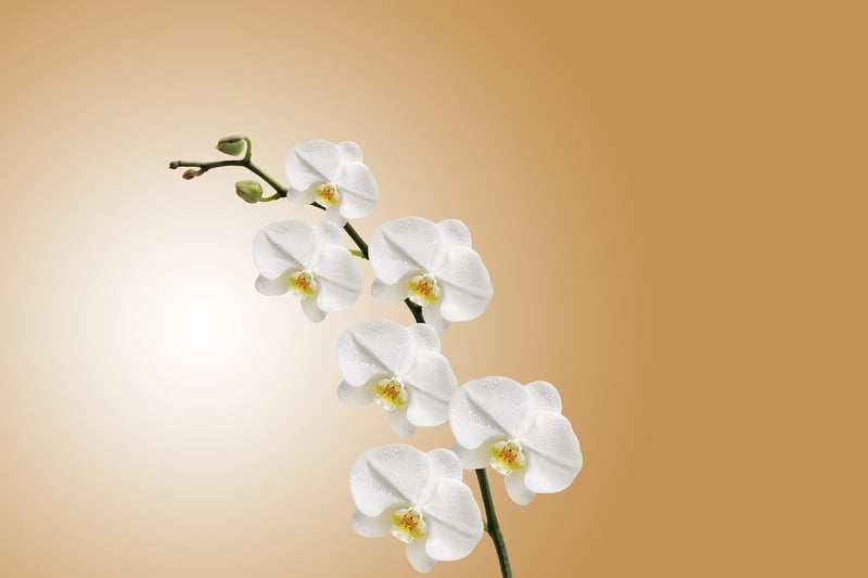 Orchid Flower