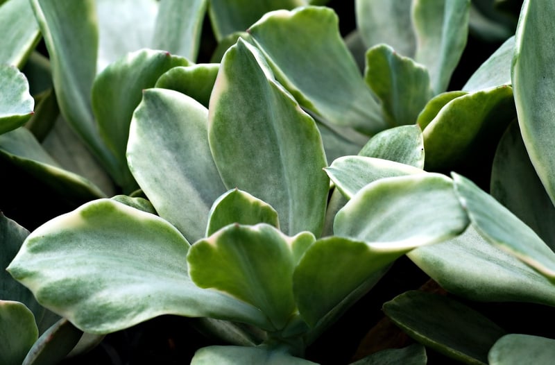 Vertical Succulent Garden